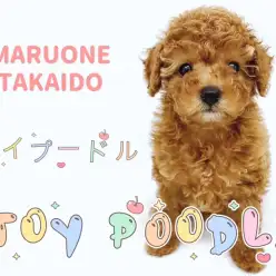 【 トイプードル 】おっとりした性格の女の子をご紹介！優しいお顔にウットリ！