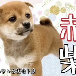 【 柴犬 】上品な風格漂うこれぞ大和撫子美人！和犬を代表する赤柴ちゃん！