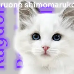 【 ラグドール 】撫でられ好きな猫現る！都内No.1の美しさを誇るであろう女の子