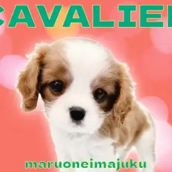 【 キャバリア 】目ヂカラ最強の癒し系！王道ブレンハイムの清純派プリンセス！