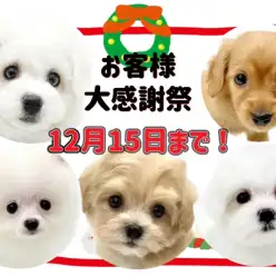 【 お知らせ 】お客様大感謝祭開催中！マルワン武蔵浦和店の子犬をご紹介！