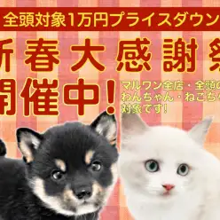 【 お年玉企画 】マルワンからプレゼント!2025年新春大感謝祭のお知らせ!