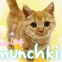 【 マンチカン 】生後4ヶ月半を迎え愛嬌たっぷり！癒し度満点に成長中！