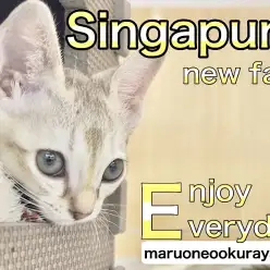 【 シンガプーラ 】はじめまして！大倉山店にあたらしく仲間入りしたニャ！