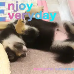 【 豆柴 】安心のへそ天ポーズで爆睡！お昼寝の様子をウオッチング！