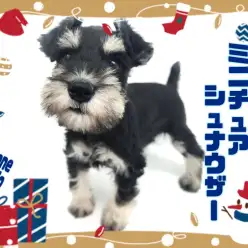 【 ミニチュアシュナウザー 】ブラック＆シルバーのあざと可愛い女の子が新登場！！