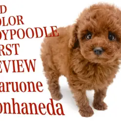 【 トイプードル 】沖縄生まれの太陽のような濃厚レッドの男の子!