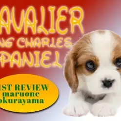 【 キャバリア 】性格の良さはピカイチ！濃いめのブレンハイムのもっちりボディ！