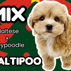 【 マルプー 】超ハイスペックの激カワMIX!可愛さ、飼い易さ100点満点!