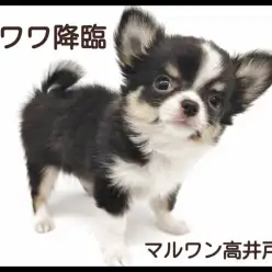 【 チワワ 】最強の童顔が可愛すぎるたぬき顔の男の子が杉並区高井戸に降臨！