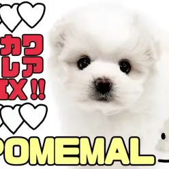 【 ポメマル 】東川口店初登場!見逃し厳禁の激レア激カワMIX犬!