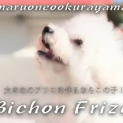 【 ビションフリーゼ 】目指せ大きめアフロ！陽気でフレンドリーな賢きレディ！