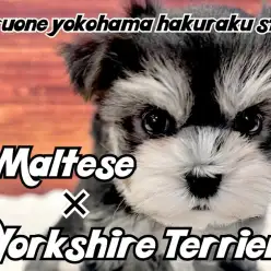 【 MIX 】人見知りゼロ!超フレンドリーなぬいぐるみ感満載のミックス犬