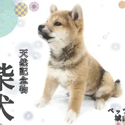 【 柴犬 】ほのぼのしたのんびり屋さん、注目度No.1柴ちゃんの登場です！