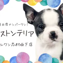 【 ボストンテリア 】愛嬌満点！タキシードを身に纏ったボストンテリアの女の子！