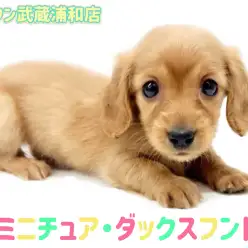 【 ミニチュア・ダックスフント 】困り顔が可愛いミニマムサイズの女の子