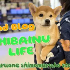 【 柴犬 】母性溢れる女の子！忠犬に向けて成長中の2ndブログ