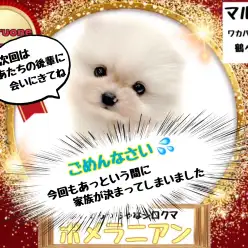 【 ポメラニアン 】今回もすぐにお家が決定！次は見逃せないプレミアムポメちゃん