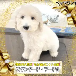【 スタンダード・プードル 】憧れの大型犬!毛の抜けにくい抱きぐるみワンコ