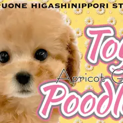 【 トイプードル 】愛情表現爆発アイドル!究極の癒し系アプリコットの女の子