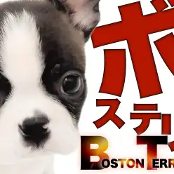 【 ボストンテリア 】マルワン本羽田店のタキシードカラーの男の子が可愛すぎる件！