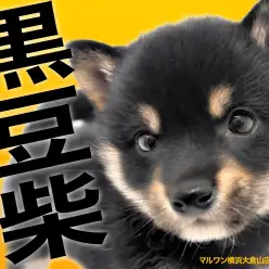 【 豆柴 】ツンとデレのギャップにキュンすること間違いなし！待望の黒豆柴！