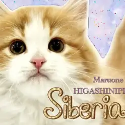 【 サイベリアン 】極寒の地が生んだ貴公子！将来有望なサイベリアンの男の子