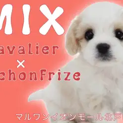 【 キャバション 】キャバリアとビションのmix！争奪戦覚悟の激レアわんこに密着