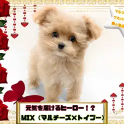 【 MIX 】元気を届けるスーパーヒーロー！マルチーズ×プードルマルプーちゃん