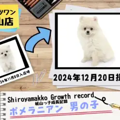 【 ポメラニアン 】城山っ子成長報告！2024年12月20日