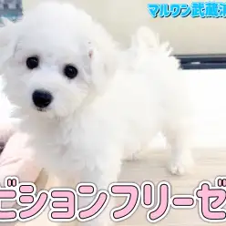 【 ビションフリーゼ 】ぬいぐるみのような癒し効果抜群の白い天使が埼玉に登場