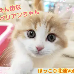 【 ほっこり北通Vol.133 】大きな瞳の甘えん坊サイベリアンちゃん