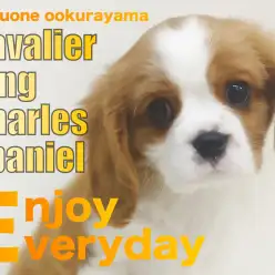 【 キャバリア 】シャンプーで更にピカピカ！輝き増した美しいキャバちゃん爆誕！