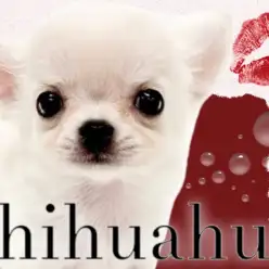 【 チワワ 】これぞプレミアムドック!癒しと可愛さが溢れるたぬき顔チワワ