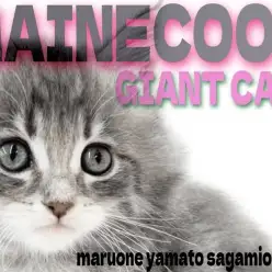 【 メインクーン 】堂々たる風格と心優しく懐っこい大型猫との性格は夢の様な毎日！