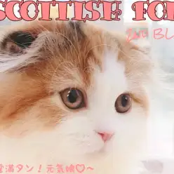 【 スコティッシュフォールド 】元気っ娘プレミアムスコちゃんの生後100日報告！