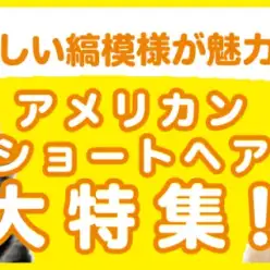 【 アメリカンショートヘア特集 】12/26現在在店中の美猫！最新動画は必見！