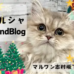 【 ペルシャ 】生後6ヶ月を迎えるおっとりマイペースな気品溢れるプリンセス！