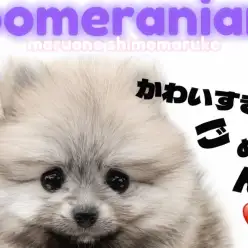 【 ポメラニアン 】笑顔と幸せを運びます！社交性抜群のプリンスポメが君臨！