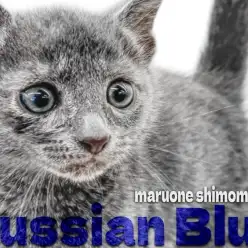 【 ロシアンブルー 】優しきおちゃめな王子様！色濃く美しい被毛が際立つ男の子