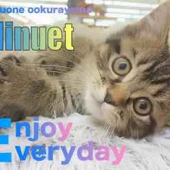 【 ミヌエット 】究極のリラックスモード！健康管理もできるヘソ天ポーズ！