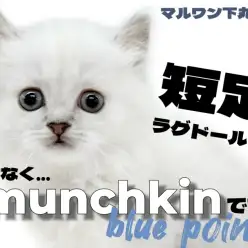 【 マンチカン 】上品さと愛らしさを併せ持つ愛嬌抜群の短足マンチカンは唯一無二!