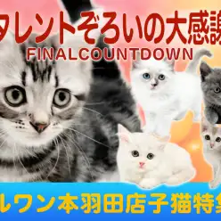 【 お客様大感謝祭特番 】マルワン本羽田店の甘えん坊ネコちゃん達をご紹介！