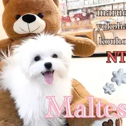 【 マルチーズ 】お散歩デビュー目前！生後4ヶ月のマルちゃんセカンドブログ！