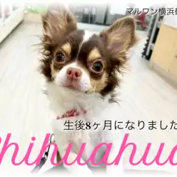 【 チワワ 】生後8ヶ月に成長！チョコタン＆ホワイトの美少女！