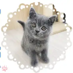 【 ブリティッシュショートヘア 】パパはチャンピオン猫！まんまるボデイの男の子！