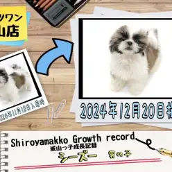 【 シーズー 】城山っ子成長報告！2024年12月20日