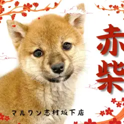 【 柴犬 】穏やかな性格で誰もが癒される。癒し要素満載の赤柴ちゃんが仲間入り！