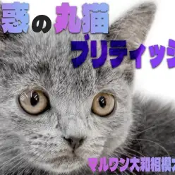 【 ブリティッシュショートヘア 】ムチッとBODYの癒し系！全てが丸い愛嬌家