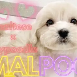 【 マルプー 】人気No.1MIX犬!元気いっぱい存在感抜群のぬいぐるみわんこ!